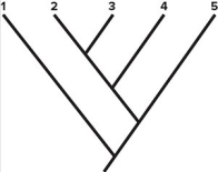   -Based on the phylogeny shown,we can conclude that species 2 is most closely related to species A) 1. B) 3. C) 4. D) 5. E) 1 or 3 (can't tell) .