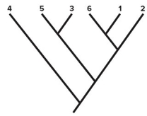   -Consider the cladogram shown.Based on this cladogram,which species has the greatest number of ancestral character states? A) 1 B) 2 C) 3 D) 4 E) 5