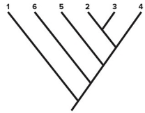   -Consider the cladogram shown.Which pair of species shares the greatest number of derived characters (synapomorphies) ? A) 1 and 4 B) 2 and 3 C) 2 and 4 D) 6 and 4 E) 6 and 5