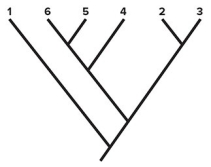   -Consider the cladogram shown.Based on this cladogram,which species has the greatest number of ancestral character states (pleisiomorphies) ? A) 1 B) 2 C) 3 D) 4 E) 5