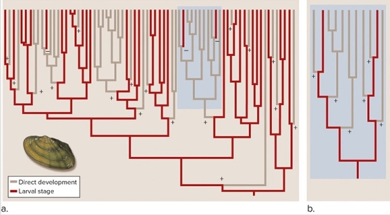 The figure shows a cladogram of direct development versus development of a larval stage.Choose the true statements about the evolution of development in limpets.    A) Loss of structures in the transition from a larval stage to direct development prohibits evolutionary reversal. B) Direct development has evolved multiple times. C) Evolution always proceeds parsimoniously. D) Possession of a larval stage is the ancestral state in limpets.