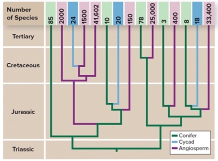 The figure shows the evolutionary diversification of the largest clade of herbivorous beetles with the group of plants on which they specialize.Choose the true statements about the evolution of species richness in herbivorous beetles.    A) Feeding on conifers evolved earlier than feeding on angiosperms. B) Feeding on cycads evolved earlier than feeding on angiosperms. C) Diversification of the angiosperms may have led to diversification of herbivorous beetles. D) The multiple,independent evolution of herbivory in beetles is closely linked to their great species richness.