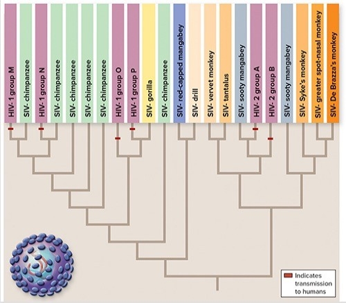 The figure shows the evolution of HIV and SIV.Choose the true statements about the evolution of HIV (Select all that apply) .    A) All strains of HIV are included within clades with SIV strains. B) A strain of HIV is never more closely related to another strain of HIV than it is to a SIV strain. C) Humans acquired different subtypes of HIV from different primate hosts. D) HIV-1 group O is more closely related to SIV-chimpanzee than SIV-gorilla. E) All strains of SIV are included within clades with HIV strains.