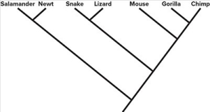   -Based on the phylogeny shown,choose the true statements about evolutionary relationships (Select all that apply) . A) A snake is more closely related to a newt than to a mouse. B) A newt is equally related to a snake and a chimp. C) A mouse is more closely related to a chimp than to a snake. D) A salamander is more closely related to a mouse than to a chimp.
