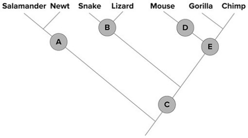   -A frog should be added to the phylogeny above at point A) A. B) B. C) C. D) D. E) E.