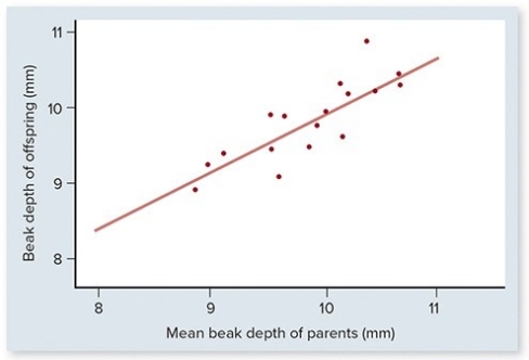 Which aspect(s) of natural selection is(are) illustrated by the figure below (21.2b) ? Check all that apply.    A) Variation must exist in the population. B) Variation among individuals must be genetically transmissible to the next generation. C) Variation among individuals leads to differences in lifetime reproductive success. D) More individuals are produced each generation than the environment can support,resulting in competition for survival.