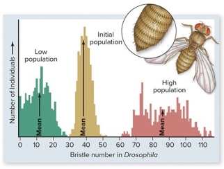 The figure below shows results of bristle number in Drosophila flies after 35 generations of artificial selection.This figure suggests that   A) bristle number has evolved beyond the original range of phenotypic variation for this trait. B) after 35 generations of selection,populations no longer exhibit variation in bristle number. C) natural selection cannot lead to large phenotypic changes. D) at the end of the experiment, high population  flies were unable to interbreed with  low population  flies.