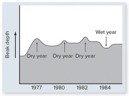   -The pattern of wet years and dry years shown will probably move the population toward A) all having larger beaks. B) all having smaller beaks. C) having intermediate size beaks. D) having two,distinct populations. E) maintaining abundant variation in beak depth.
