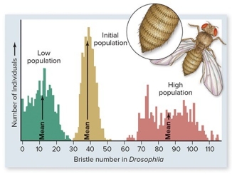 In the laboratory,fruit flies (Drosophila) were artificially selected for the number of bristles on their bodies.One population (R) was selected for low numbers of bristles,a second population (S) for high numbers of bristles.    -In order for the scientists to artificially select Drosophila for their number of bristles, A) they had to induce mutations into their populations of Drosophila. B) they had to study the population for millions of years. C) genetic variation had to be present in the population. D) dramatic mutations had to be produced by the selection. E) the number of bristles in each Drosophila had to be random.