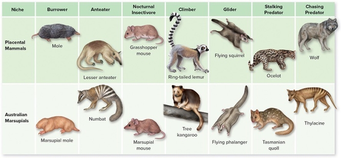 Marsupials are a very ancestral form of mammal,evolving before placental mammals over 70 million years ago.Today Australian marsupials can be compared to placental mammals on other continents.    -When you compare Australian marsupials to placental mammals today A) the marsupials are all very primitive,having changed very little during the last 70 million years. B) the marsupials are very similar to placental mammals in the ways they have adapted to similar ecological niches. C) the marsupials have evolved much more rapidly than placental mammals and are more highly adapted. D) the marsupial fossils look remarkably similar to the placental mammals of today. E) living marsupials are little changed from the earliest marsupial fossil forms.