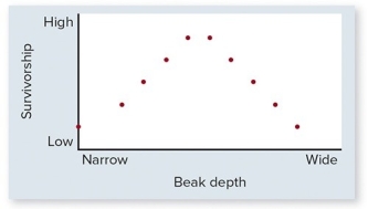 The figure below shows the relationship between beak depth in the medium ground finch on Daphne Major and relative fitness.Assuming that beak depth is heritable,what do you predict about beak depth in the next generation?   A) Mean beak depth will decrease. B) Mean beak depth will increase. C) Mean beak depth will stay about the same. D) Mean beak depth in the next generation cannot be predicted using this data.