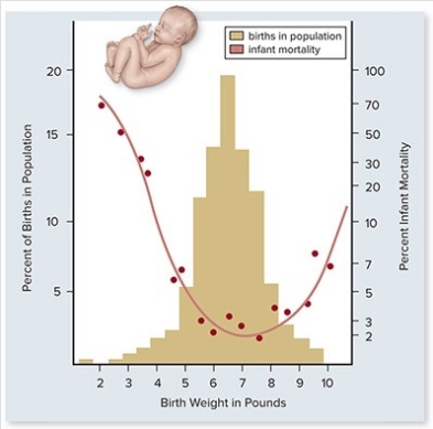   In the graph above,which baby characteristics would explain the percent infant mortality curve and any subsequent effects on fitness? A) The baby needs to be large enough to survive after birth,but small enough for a safe delivery. B) The larger the baby the better the chance of survival. C) The smaller the baby the better the chance of survival. D) The baby needs to be small enough to survive after birth,but large enough for a safe delivery. E) There is no correlation between birth weight and survival.
