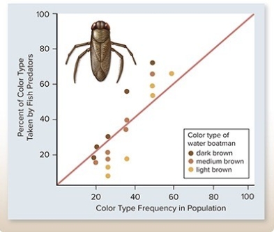   The percentage of different colored water boatmen eaten by fish were graphed relative to the frequency of that color in the population.Based on the graph,a population of water boatmen would ________ A) lose rare genotypes. B) have no variation in genotype frequencies. C) increase in rare genotypes. D) increase in size. E) decrease in genetic variability.
