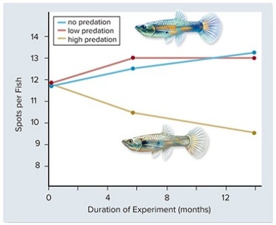   In the experiment above,guppy color patterns (spots) were measured in populations exposed to increasing amounts of predation.From this you could conclude that ________. A) predators are more likely to catch and eat brightly colored guppies B) predators are less likely to catch and eat brightly colored guppies C) brightly colored guppies are more likely to reproduce in the presence of predators D) predators do not affect the color patterns of guppies E) evolutionary changes take millions of years to appear
