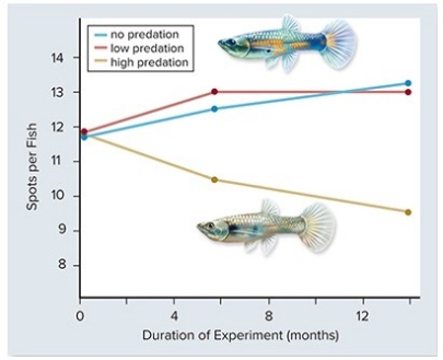   Based on the graph above,the color of male guppies can be seen as a balance between positive and negative selections.Bright colors are an advantage in ________,but a disadvantage in ________. A) attracting mates; avoiding predators B) avoiding predators; attracting mates C) avoiding predators; finding food D) attracting mates; finding food E) finding food; attracting mates