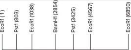 A 6.85 kb EcoRI fragment of DNA is shown below.The location of several restriction sites is indicated.Scale is approximate.   A) 1 B) 2 C) 3 D) 4