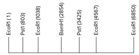 A 6.85 kb EcoRI fragment of DNA is shown below.The location of several restriction sites is indicated.Scale is approximate.   A) 803 B) 2622 C) 3425 D) 235