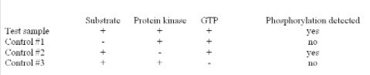 You are performing an experiment to assay phosphorylation of a substrate by a protein kinase.Based on the data in the table below,what do these experimental results suggest?   A) GTP is not required for phosphorylation. B) The substrate can undergo autophosphorylation. C) The substrate is not required for phosphorylation. D) The protein kinase is required for phosphorylation.
