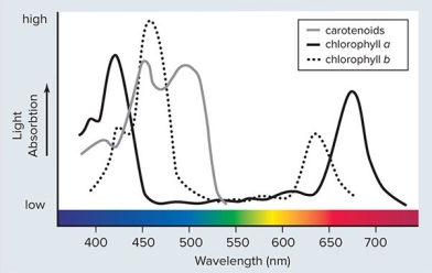   Copyright A) Reflection of light by chlorophyll a and b is essential for the process of photosynthesis B) Absorption of light by chlorophyll a and b is essential for the process of photosynthesis C) Transmission of light by chlorophyll a and b is essential for the process of photosynthesis D) Chlorophyll a and b are much less important than other pigments in the reflection,absorption and transmission of light relevant to photosynthesis