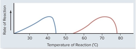 Based on the graph,what are the optimal temperatures for the human enzyme and hotsprings prokaryote enzyme?    A) The optimal temperature for the human enzyme is 30 degrees C.The optimal temperature for the hotsprings prokaryote enzyme is 60 degrees C. B) The optimal temperature for the human enzyme is 40 degrees C.The optimal temperature for the hotsprings prokaryote enzyme is 72 degrees C. C) The optimal temperature for the human enzyme is 46 degrees C.The optimal temperature for the hotsprings prokaryote enzyme is 79 degrees C. D) The optimal temperature for the human enzyme is 35 degrees C.The optimal temperature for the hotsprings prokaryote enzyme is 65 degrees C.