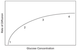 The diagram shows the rate of diffusion into a cell using carrier proteins.    McGraw-Hill Education -The rate of diffusion will increase as A) the number of glucose molecules decreases. B) the number of glucose molecules increases. C) temperature decreases. D) pH rises.