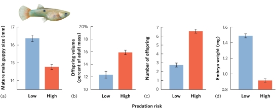 Which variable best summarizes the response to increased predation mortality for adults and suggests that putting more energy into reproduction provides an improved fitness benefit?   A)  mature male guppy size B)  offspring volume (percent of adult mass)  C)  number of offspring D)  embryo weight