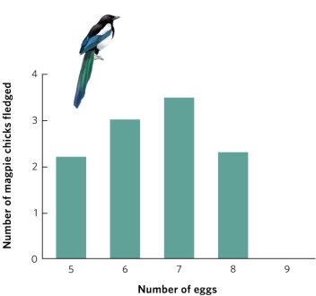 Use the information in the figure to explain whether the fitness of the parent increases with more eggs produced and why.  