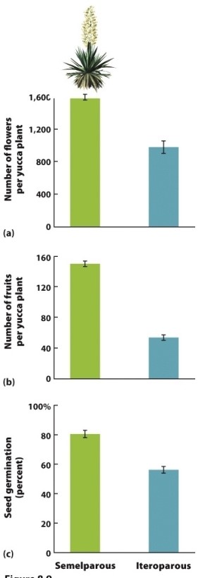 Yucca plants are mostly iteroparous, but some can be semelparous. Based on the information in Figure 8.9, semelparous yuccas have a higher percentage of seed germination, which suggests high fitness. Why, then, are most yucca varieties iteroparous?  