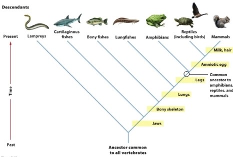 Based on the phylogeny in the figure, which group is most closely related to the reptiles?   A)  lampreys B)  lungfishes C)  amphibians D)  mammals