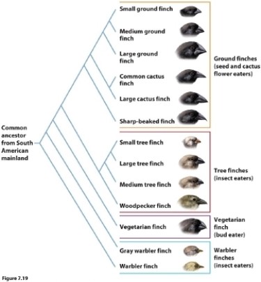 Based on the phylogeny of the Galápagos finches, which statement is correct?   A)  The ground finches and the tree finches have no common ancestor. B)  The ancestor of the small tree finch and large tree finch probably ate insects. C)  The ancestor of the large cactus finch and common cactus finch likely ate insects. D)  The small tree finch is most closely related to the sharp-beaked finch.