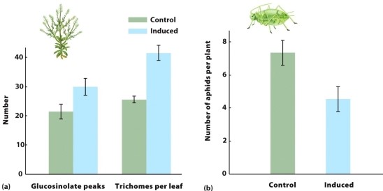 Consider the figure, which shows how Virginia pepperweed responds to herbivores. Which of the following conclusions can we make solely using the data shown?   I. Plants increased glucosinolate production when aphids were present. II)  Plants with more glucosinolate and trichomes had fewer aphids. III)  Producing glucosinolate and trichomes reduced plant fitness when aphids were absent. A)  I only B)  II only C)  III only D)  I and II only E)  I, II, and III