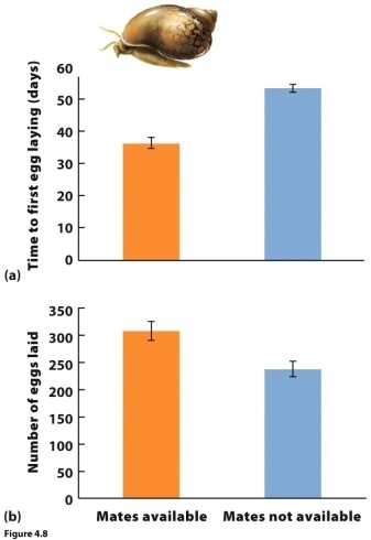 Refer to the figure to answer this question.   Describe the phenotypic plasticity of common pond snails in the absence of mates, and explain the costs and benefits of that phenotypic plasticity.