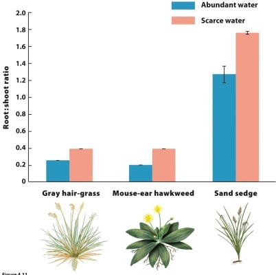 The figure shows plant growth responses to variation in availability of water. If this is an example of adaptive phenotypic plasticity, how would we expect the root-to-shoot ratio to be related to fitness?   A)  When water is scarce, plants with high root-to-shoot ratios have higher fitness. B)  When water is scarce, plants with low root-to-shoot ratios have higher fitness. C)  In all environments, plants with high root-to-shoot ratios have higher fitness. D)  In all environments, plants with low root-to-shoot ratios have higher fitness.