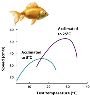 Based on the figure, describe the phenotypic trade-offs of a fish being acclimated to 25°C compared to a fish acclimated to 5°C.  