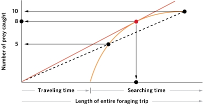 Based on the central-place foraging theory and the figure, identify the optimal number of prey for a forager to catch. In the figure the straight orange line indicates the optimal rate of prey capture.   A)  5 prey B)  8 prey C)  10 prey D)  5, 8, and 10 prey are equally optimal