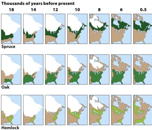   (Figure 22.27) What caused changing tree distributions seen in the figure? As global warming increases temperatures, what can be expected to happen to tree distributions of spruce, hemlock, and oak?
