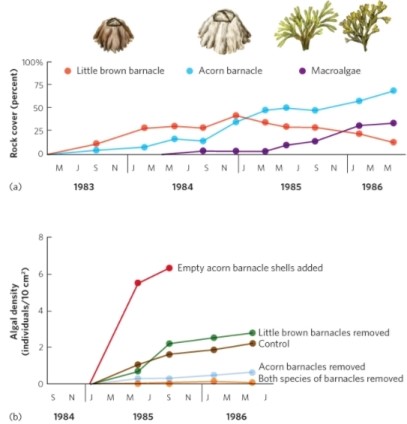   (Figure 19.14)  In the experiment associated with the figure, acorn barnacles facilitate the growth of algae. If you removed both acorn barnacles and the limpet predators of algae, what would you be likely to observe over time? A)  a dense carpet of little brown barnacles only B)  a carpet of little brown barnacles followed by algal growth C)  no colonization of any organisms D)  a dense carpet of algae only
