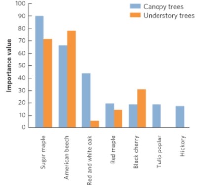   (Figure 19.16)  If you excluded deer from the forest represented by the graph, what changes in importance would you likely see? A)  Sugar maple's importance will increase both in the understory and in the canopy. B)  American beech's importance will increase in the understory. C)  Tulip poplar's importance will increase in the canopy. D)  Tulip poplar's importance will increase in the understory.