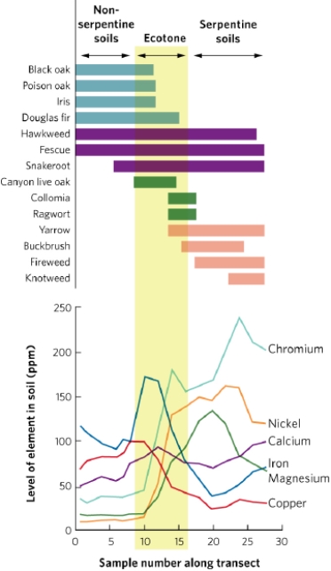   Which species would you characterize as seemingly unresponsive to changes in soil conditions across the transect? A)  black oak B)  hawkweed C)  ragwort D)  fireweed