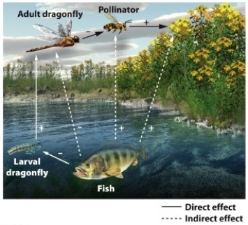   The presence of fish has a positive effect on shoreline flowering plants. Which lines in the diagram reflect a negative direct effect? A)  fish  \rightarrow  adult dragonfly B)  fish  \rightarrow  pollinator C)  fish  \rightarrow  larval dragonfly D)  adult dragonfly  \rightarrow  plants 