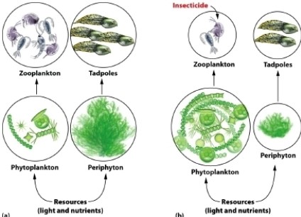   What organisms in the figure appear NOT to be indirectly affected by insecticide? A)  zooplankton B)  tadpoles C)  phytoplankton D)  periphyton