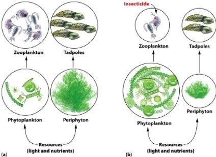   Which of the following statements would NOT be true about the species relationship in the figure? A)  Zooplankton consume phytoplankton. B)  Zooplankton consume periphyton. C)  Tadpoles consume periphyton. D)  Tadpole abundance is related to the abundance of its food resource.