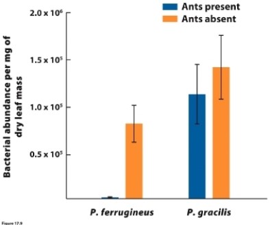   (Figure 17.9)  Two species of ant that live on acacia are Pseudomyrmex ferruginea and P. gracilis. The figure shows how the presence or absence of each species of ant affects the abundance of pathogenic bacteria on acacia leaves. What conclusion can you draw from this figure? A)  Neither ant is mutualistic with acacia. B)  Only P. ferruginea is mutualistic with acacia. C)  Only P. gracilis is mutualistic with acacia. D)  Both ant species are mutualistic with acacia.