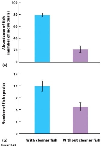   (Figure 17.20)  Researchers experimentally removed cleaner fish from some coral reef communities and left cleaner fish present in other communities. Their results are shown in the figure. Based on these results, extinction of cleaner fish would result in _____ fish species, and each species would be _____ abundant. A)  fewer; more B)  more; more C)  fewer; less D)  more; less