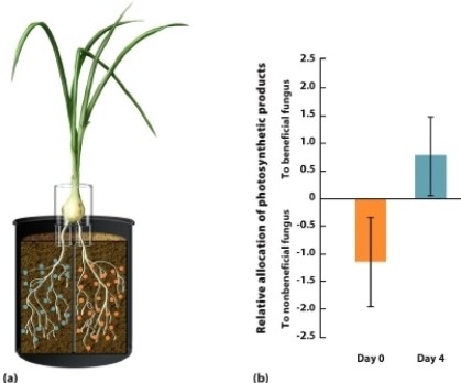   (Figure 17.18)  A group of researchers grew plants so that half of their roots were in soil with a fungus that provides benefits to the plants and the other half were in soil with a fungus that did not provide benefits to the plants. After 9 weeks of growth, they provided the plants with carbon dioxide containing a rare isotope of carbon. For four days, they evaluated how much of the carbon went to the beneficial fungus and how much of the carbon went to the nonbeneficial fungus. Some of their results are presented in the figure. Which statement(s)  about this experiment is/are CORRECT? I. At the experiment's start, the nonbeneficial fungus was taking resources from the plant. II. After 4 days, the plant provided more resources to the beneficial fungus. III. This is an example of how species can prevent cheating in mutualisms. A)  I only B)  II only C)  III only D)  I and II only E)  I, II, and III 