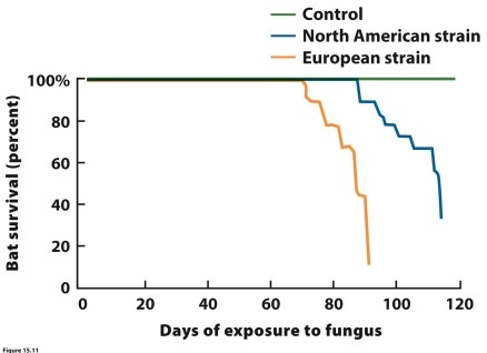   The graph shows survival rates for North American populations of the little brown bat (Myotis lucifugus) after exposure to either a North American or European strain of white-nose fungus (Geomyces destructans). What did researchers conclude about the two strains?