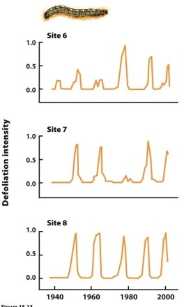   The figure shows population fluctuations in forest tent caterpillars over a 60-year period. The caterpillars were susceptible to a viral infection throughout this time. What causes the 10- to 15-year population fluctuation in the caterpillars?