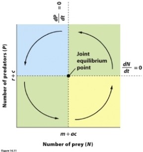 Describe what is occurring with predator and prey populations in each of the four sections of the figure.  