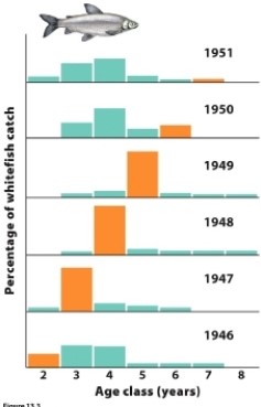 Based on the figure, which year produced an unusually high number of offspring?   A)  1942 B)  1943 C)  1944 D)  1945 E)  1946