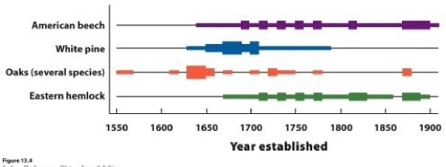 Which conclusion does the figure support?   A)  Recruitment of all species has been constant. B)  Oak may have had increased recruitment since 1650. C)  White pine may have had decreased recruitment since the late 1700s. D)  Eastern hemlock has had decreased recruitment since 1650.